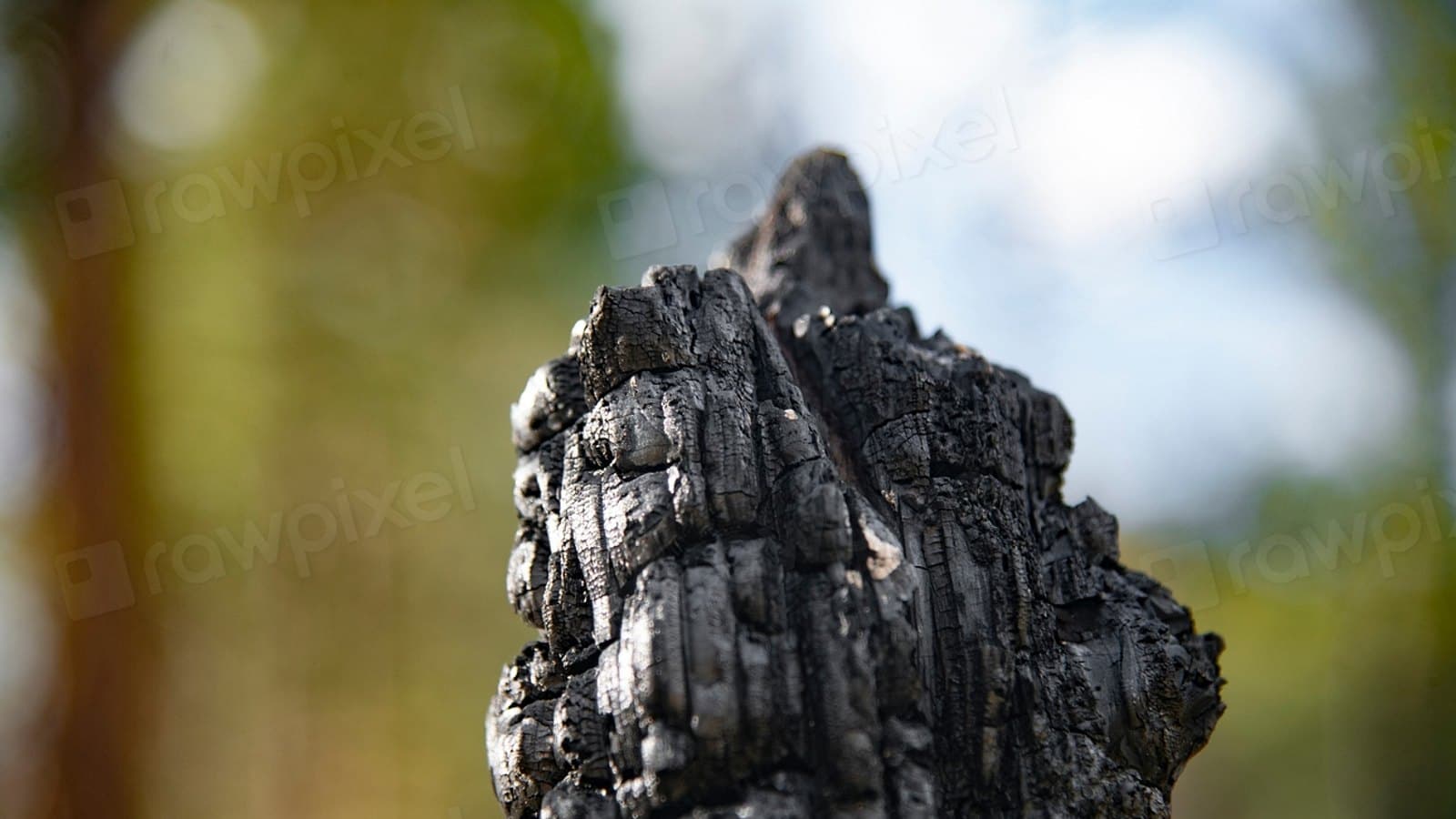 Charred trees still remain where. Fotografia de archivo.